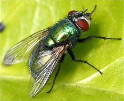 Fémzöld döglégy